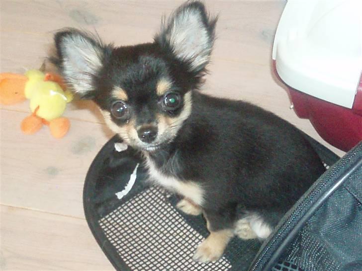 Chihuahua Coco Chanel billede 8