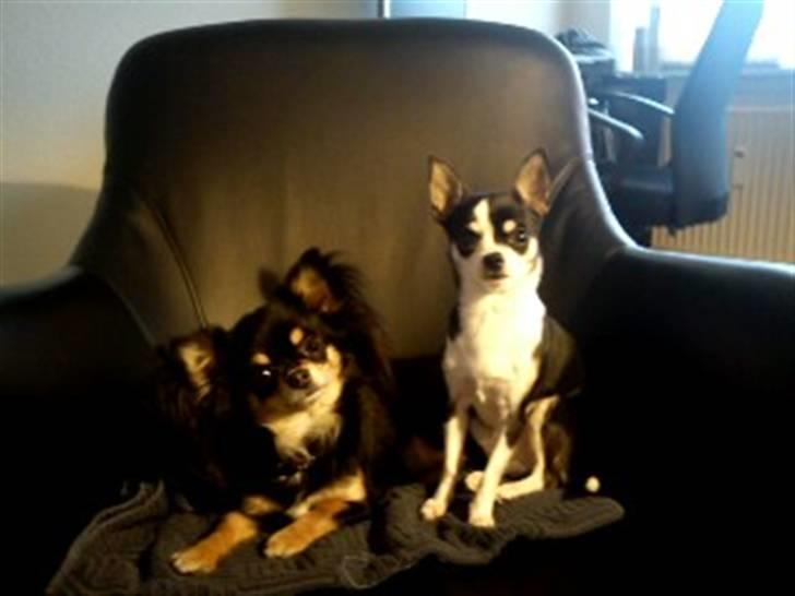 Chihuahua Coco Chanel billede 9