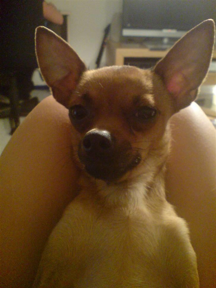 Blanding af racer |Chi/DP| Lasse prinsen - model lasse :D billede 19