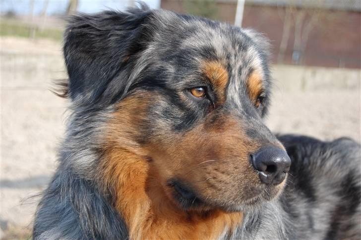 Blanding af racer Leonardo (Leo) billede 1