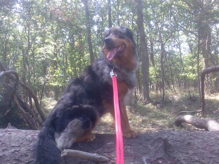 Blanding af racer Leonardo (Leo) - Her kan jeg rigtig holde udkig over skoven billede 2