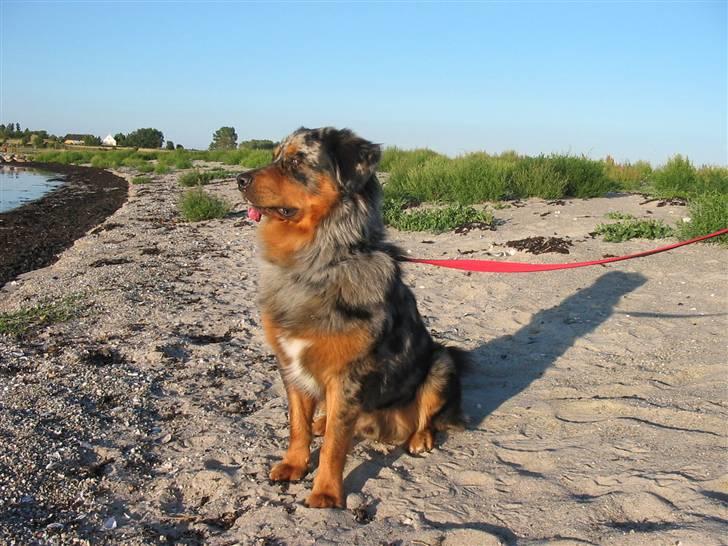 Blanding af racer Leonardo (Leo) billede 3