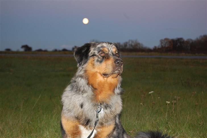 Blanding af racer Leonardo (Leo) billede 4