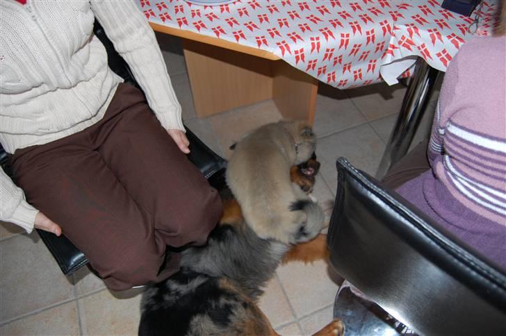 Blanding af racer Leonardo (Leo) billede 5