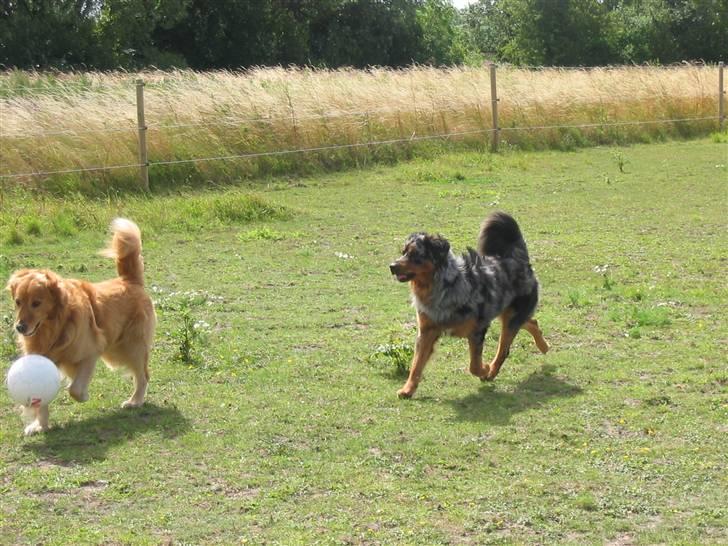 Blanding af racer Leonardo (Leo) - Mig og min lege kammerart Samson i hestefolden... billede 6