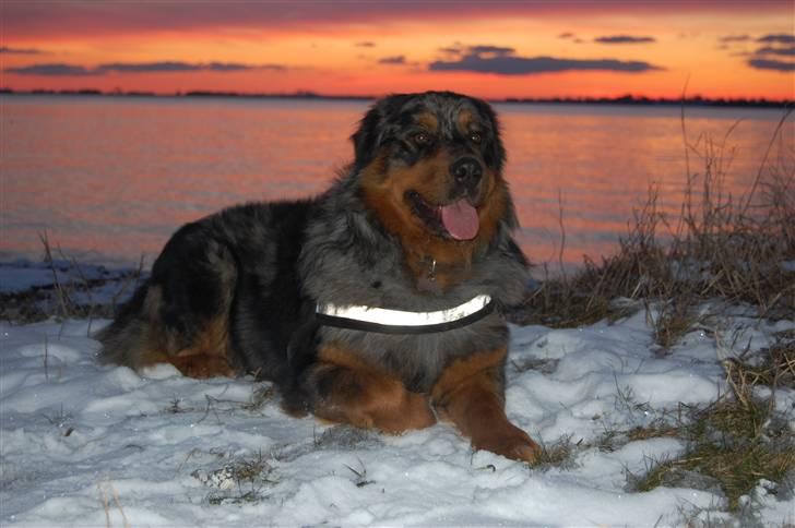 Blanding af racer Leonardo (Leo) billede 7