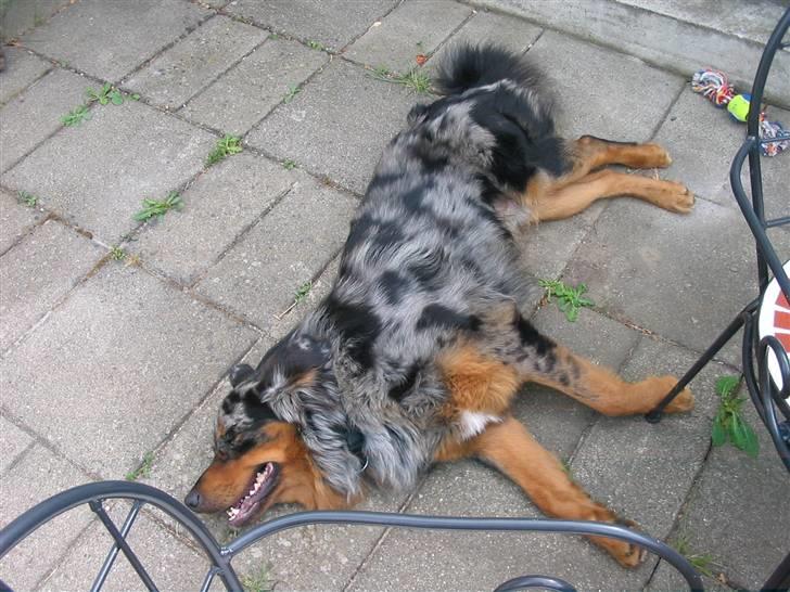 Blanding af racer Leonardo (Leo) billede 8