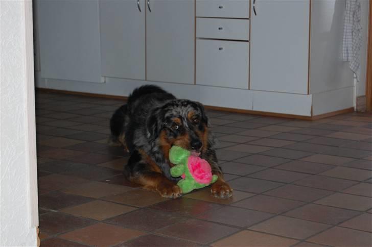 Blanding af racer Leonardo (Leo) billede 9