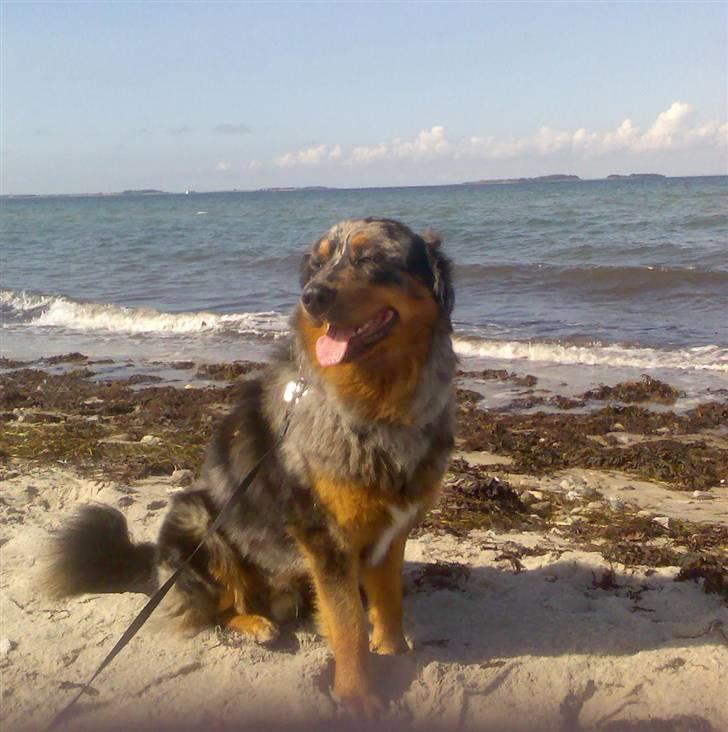 Blanding af racer Leonardo (Leo) billede 11