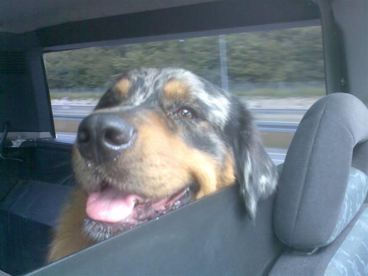 Blanding af racer Leonardo (Leo) billede 12