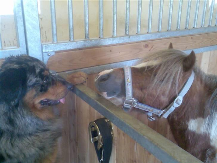 Blanding af racer Leonardo (Leo) billede 13