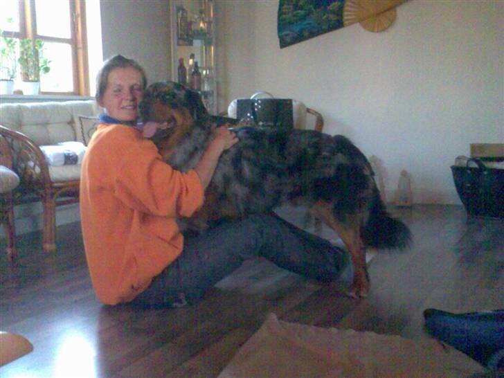 Blanding af racer Leonardo (Leo) billede 14