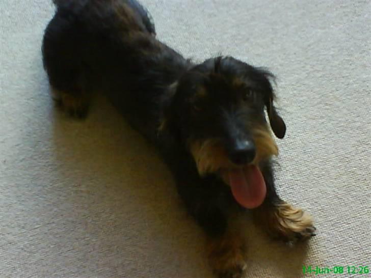 Gravhund Futte billede 8