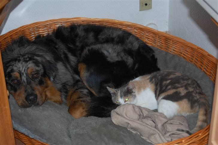 Blanding af racer Leonardo (Leo) - Phuha, jeg er godt nok træt! :) billede 15