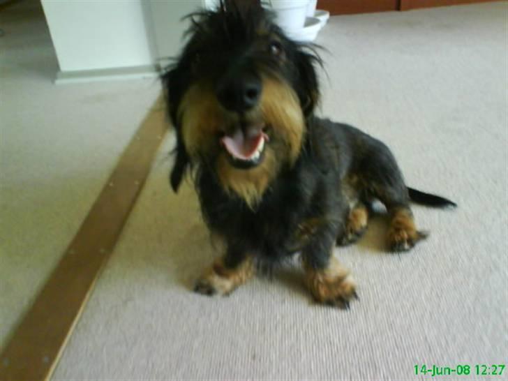 Gravhund Futte billede 9