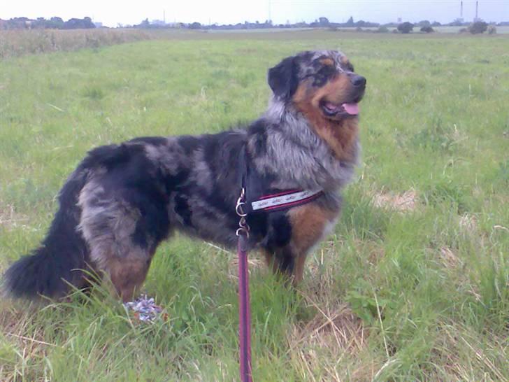 Blanding af racer Leonardo (Leo) billede 16