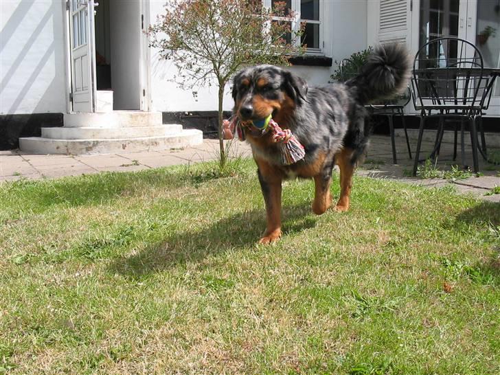 Blanding af racer Leonardo (Leo) billede 18