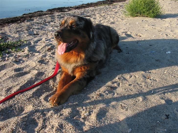 Blanding af racer Leonardo (Leo) billede 19