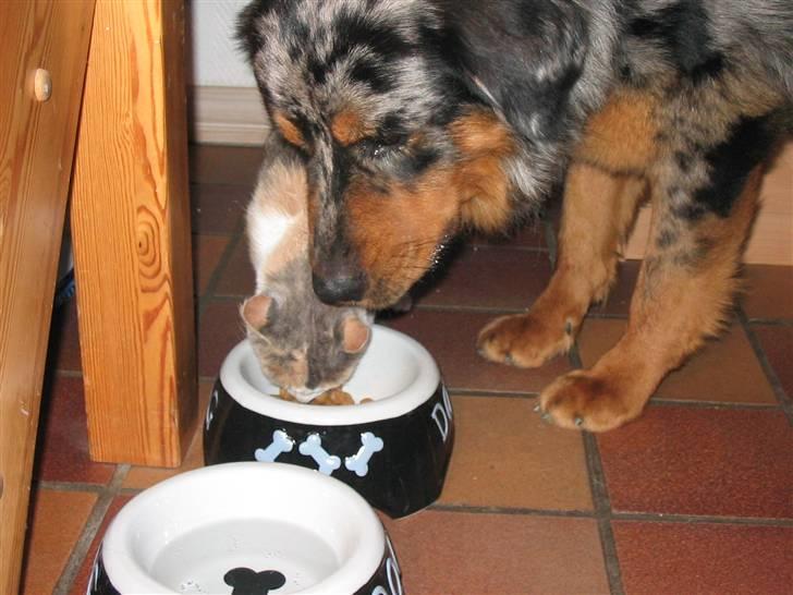 Blanding af racer Leonardo (Leo) billede 20