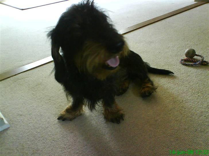 Gravhund Futte billede 10