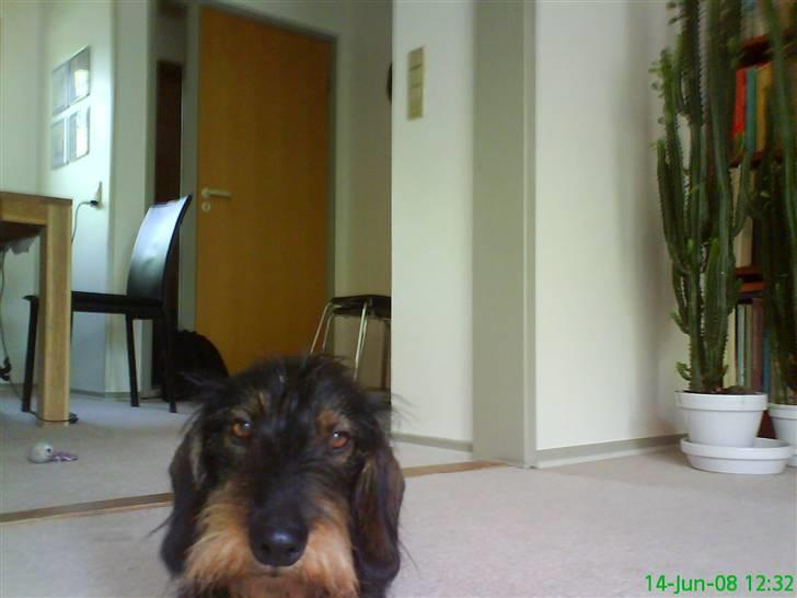 Gravhund Futte - Er der ingen der vil lege med mig ..? billede 11