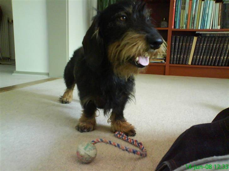 Gravhund Futte billede 12