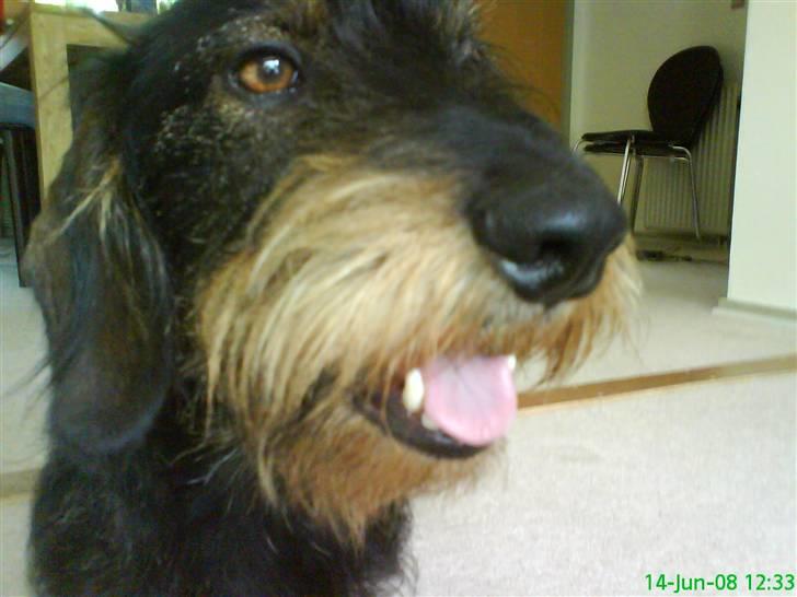 Gravhund Futte - Close-up billede 13