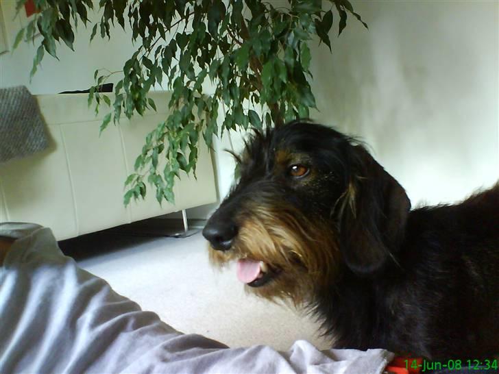 Gravhund Futte billede 14