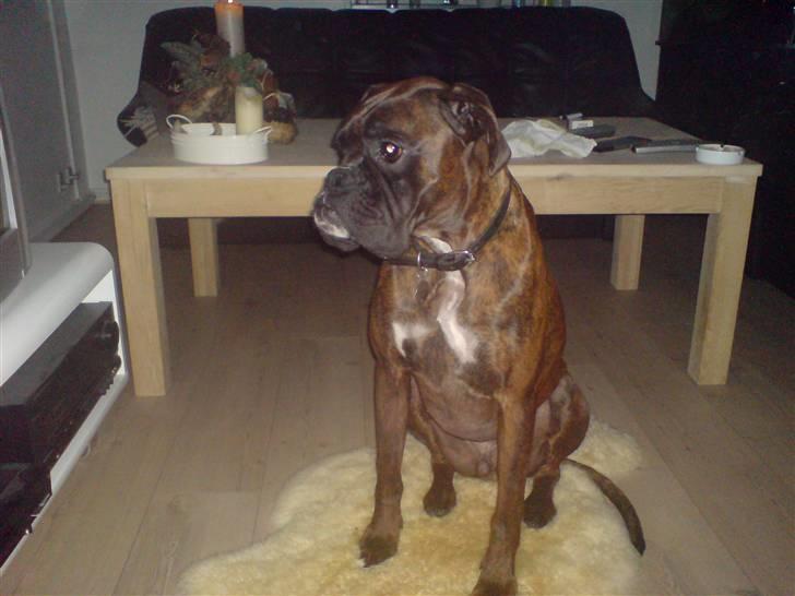 Boxer cæsar billede 1