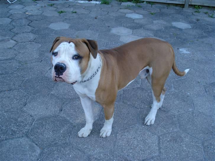 Amerikansk bulldog - ABO's Kenzo billede 20
