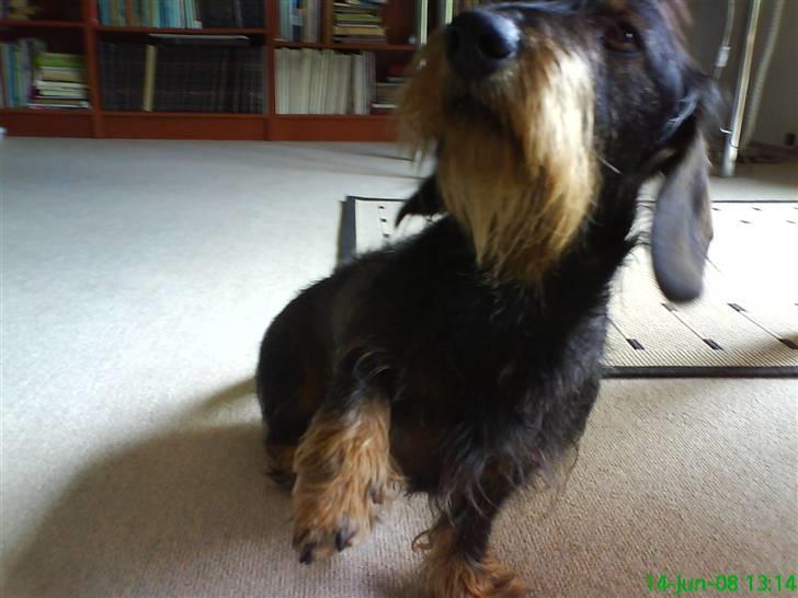 Gravhund Futte - Pote : ) billede 15