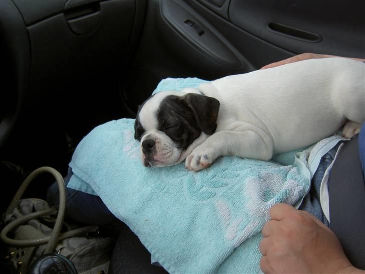 Blanding af racer Fransk bulldog/mops Boss - På vej hjem billede 1