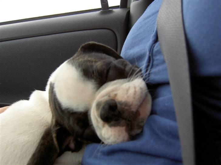 Blanding af racer Fransk bulldog/mops Boss - zzzzzzz billede 2