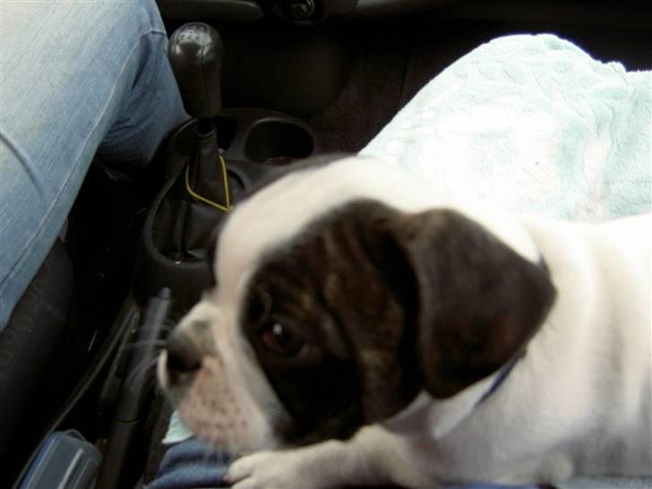 Blanding af racer Fransk bulldog/mops Boss - På vej hjem til mit nye hjem billede 3