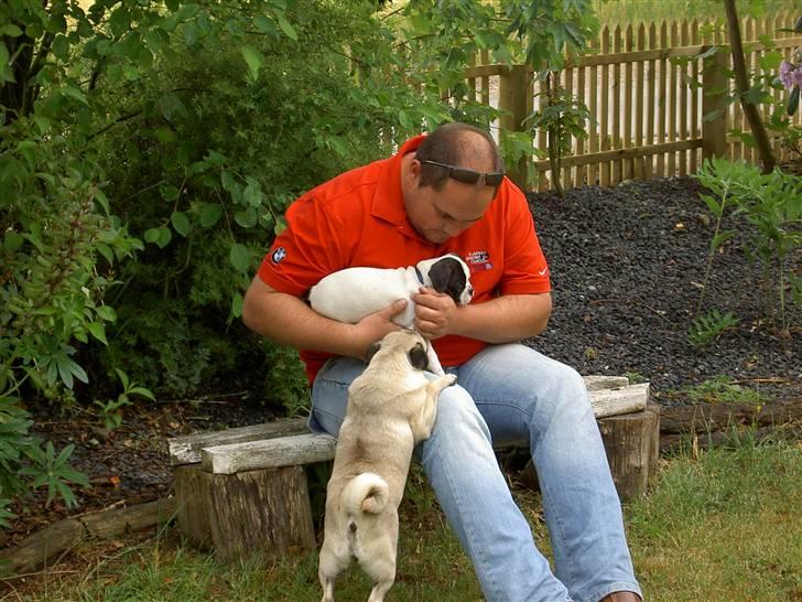 Blanding af racer Fransk bulldog/mops Boss - Første møde med min nye søster billede 4