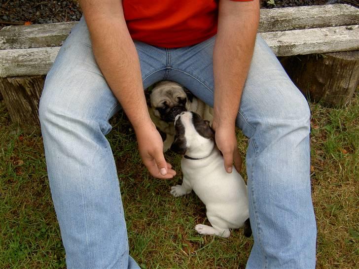 Blanding af racer Fransk bulldog/mops Boss - Hvad er du for en?? billede 5