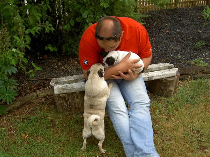 Blanding af racer Fransk bulldog/mops Boss - Godt jeg sidder i tryghed her oppe billede 6