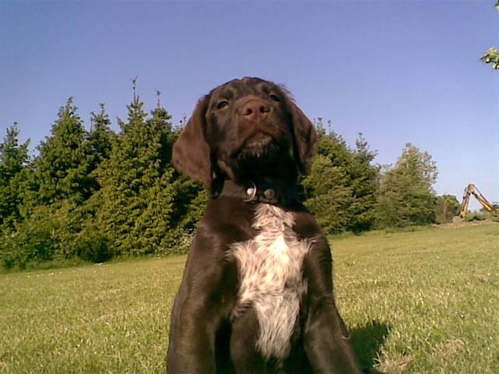 Blanding af racer | HERMAN. - Er jeg ikke en flot fyr billede 8