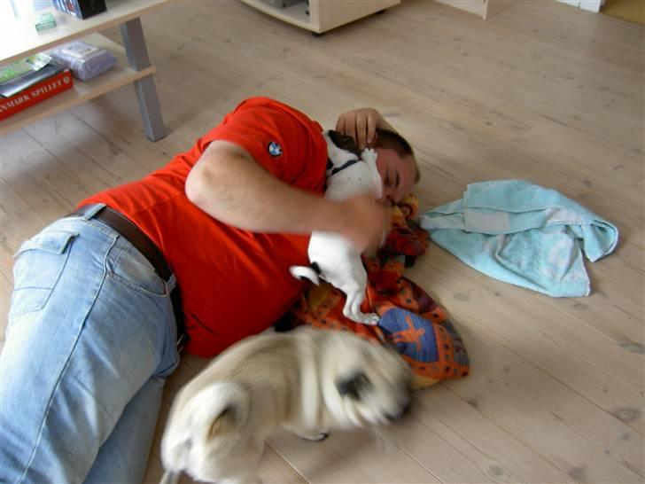 Blanding af racer Fransk bulldog/mops Boss - Tumler lige far billede 7