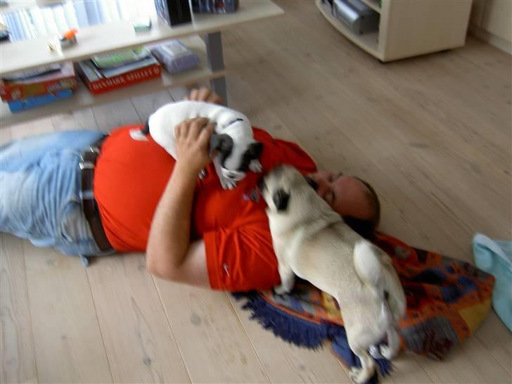 Blanding af racer Fransk bulldog/mops Boss - Jeg har overmandet ham billede 8