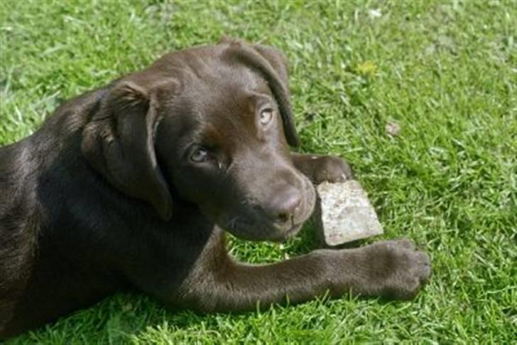 Labrador retriever Misha   ( R.I.P )  2015 billede 17