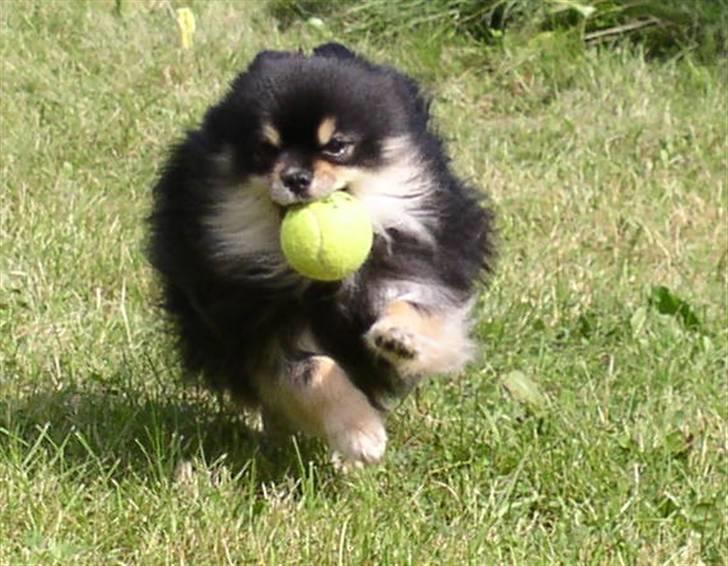 Pomeranian Gizmo - "Vuf!" - Charme, selvtillid og lækkert hår! billede 1