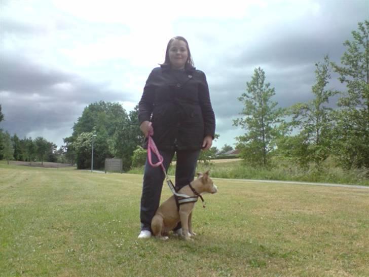 Amerikansk staffordshire terrier Freya billede 9