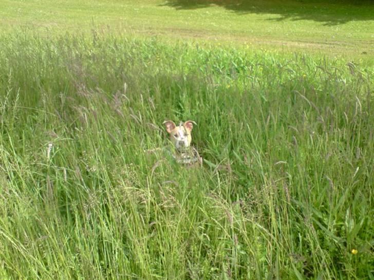 Amerikansk staffordshire terrier Freya billede 10