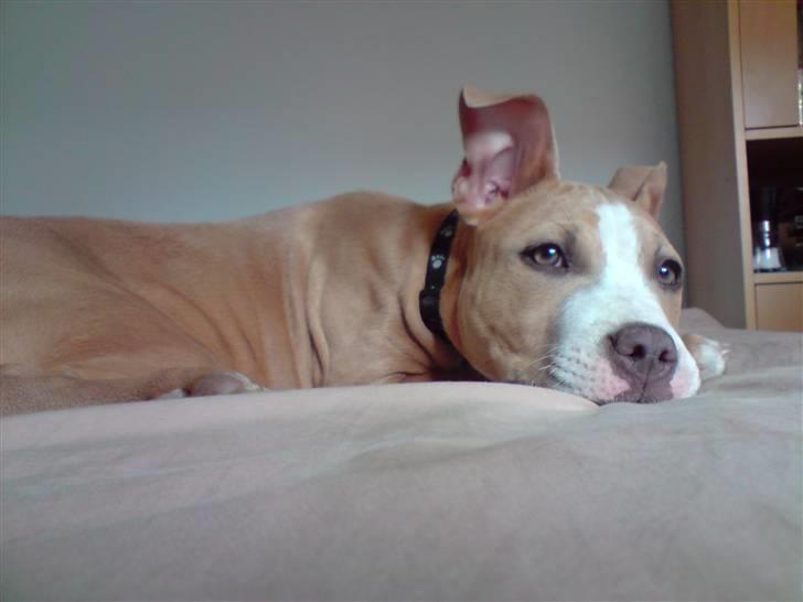 Amerikansk staffordshire terrier Freya billede 11