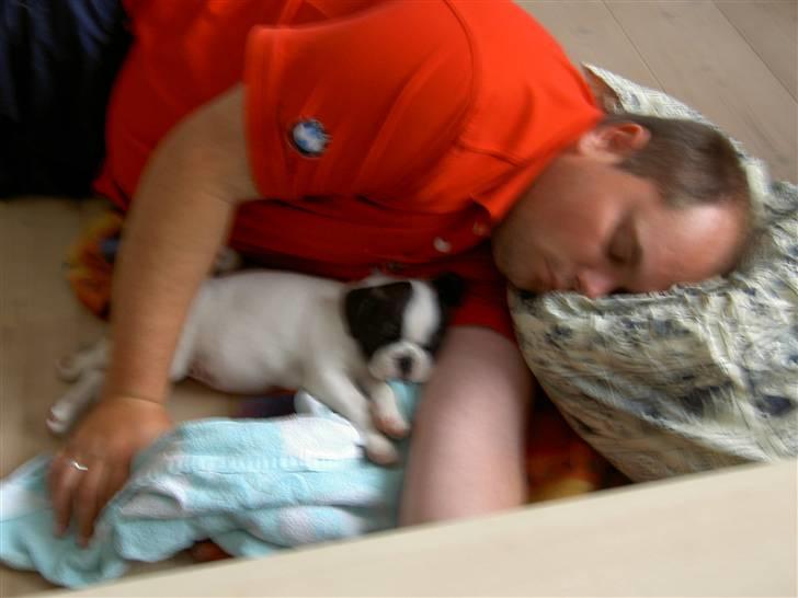 Blanding af racer Fransk bulldog/mops Boss - tager lige en lur med far billede 9