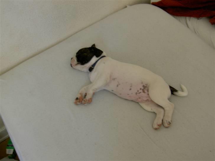 Blanding af racer Fransk bulldog/mops Boss - Det er hårdt at være lille billede 10