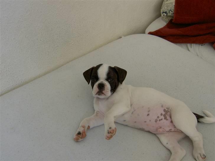Blanding af racer Fransk bulldog/mops Boss - Tager du nu billeder igen mor?? billede 11