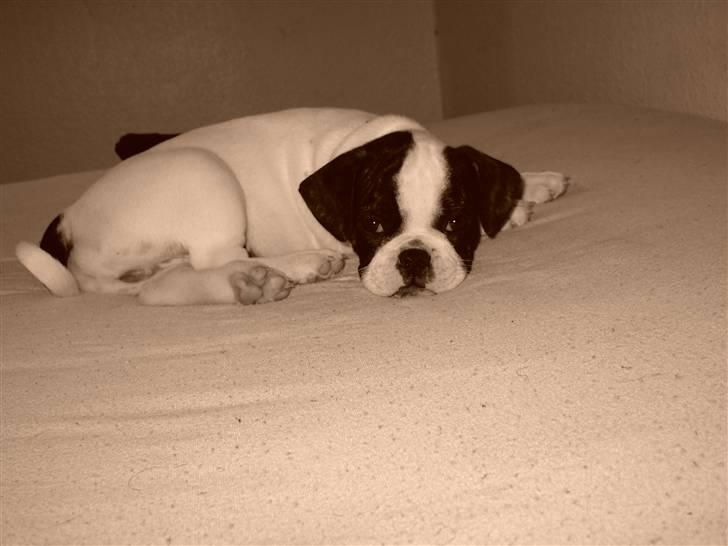 Blanding af racer Fransk bulldog/mops Boss - Jeg vil jo bare have lov at sove i fred...... billede 12