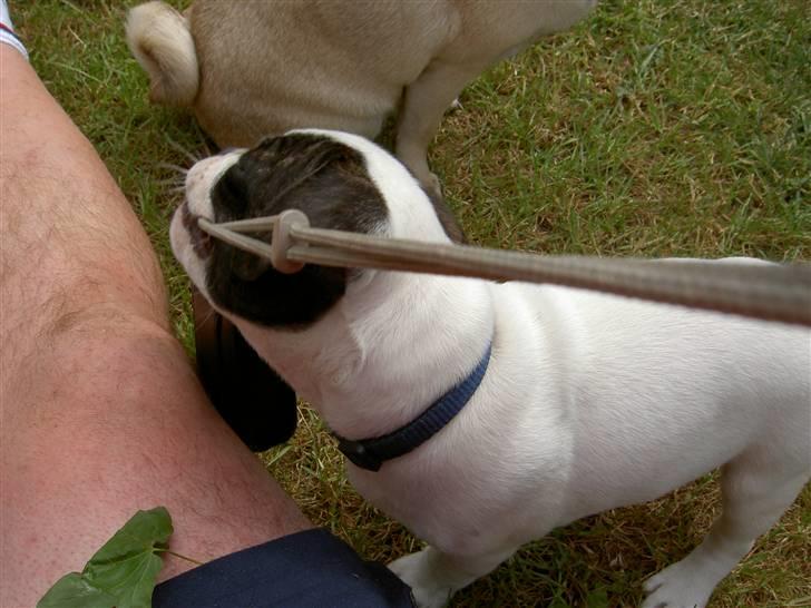 Blanding af racer Fransk bulldog/mops Boss - Mon snoren til kameraet kan spises billede 13